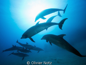 simply unforgatable to meet these wonderful creatures... by Olivier Notz 